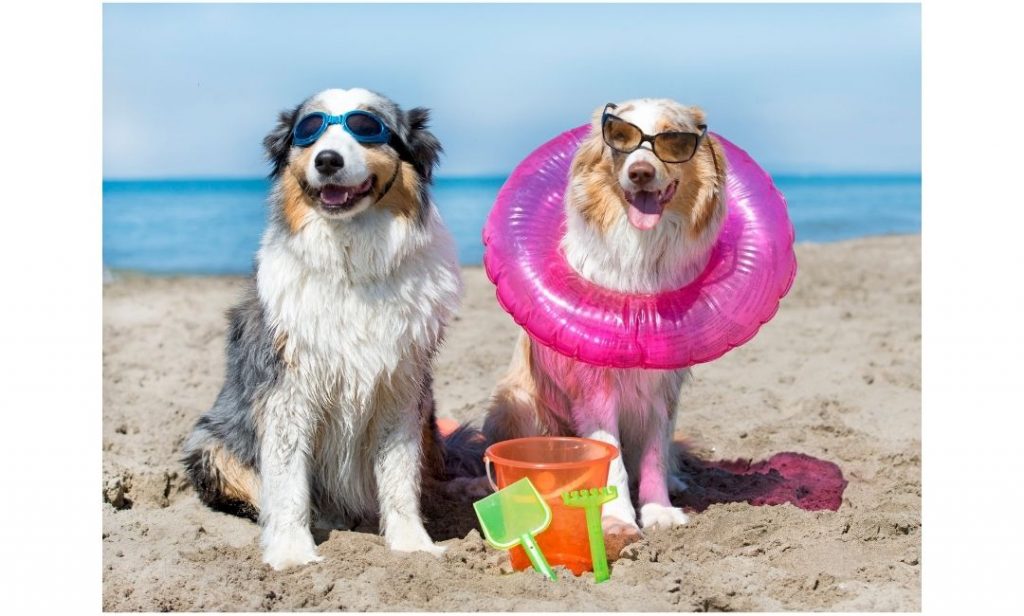 mejor playa para perro en marbella