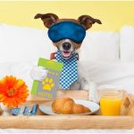 hoteles en marbella que admiten mascotas